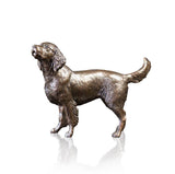 Medium Springer Spaniel (1130)